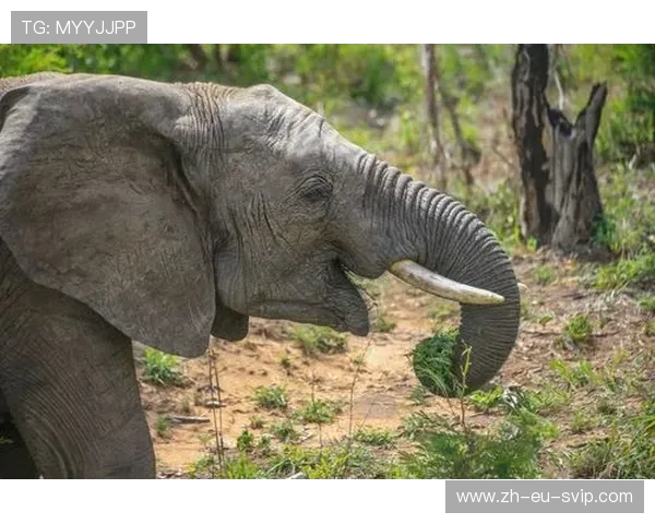 《驾驶与人生的碰撞：在虚拟世界中探索人与车的极限互动》